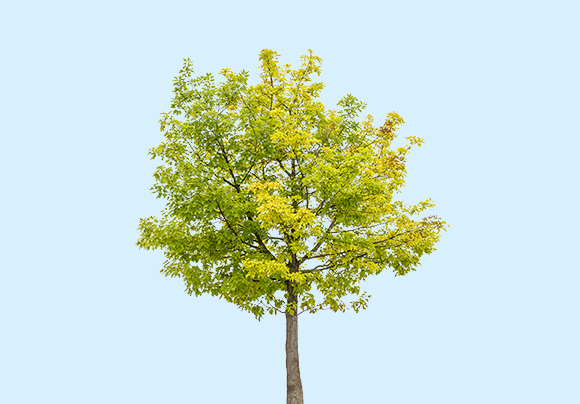 Un arbre - Sante, science et vie